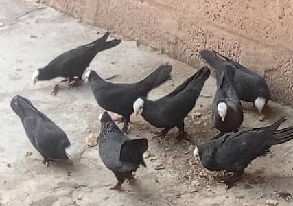 Mukhi pigeons