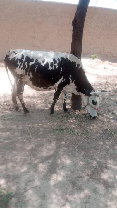cow 
