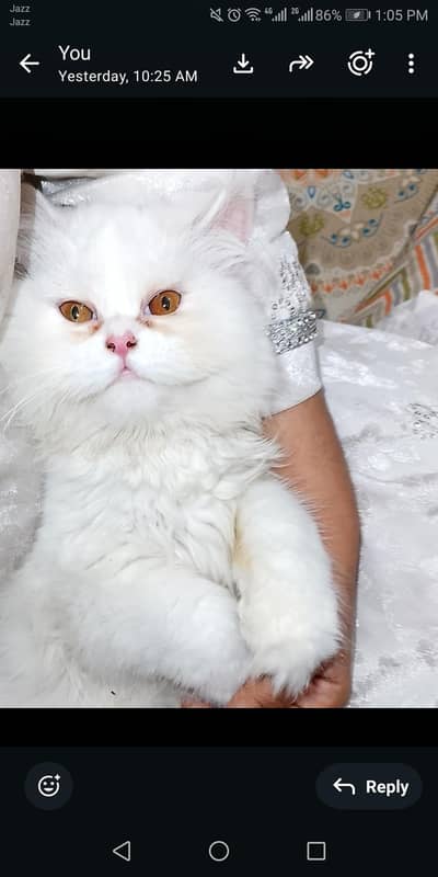 Loving persian cat