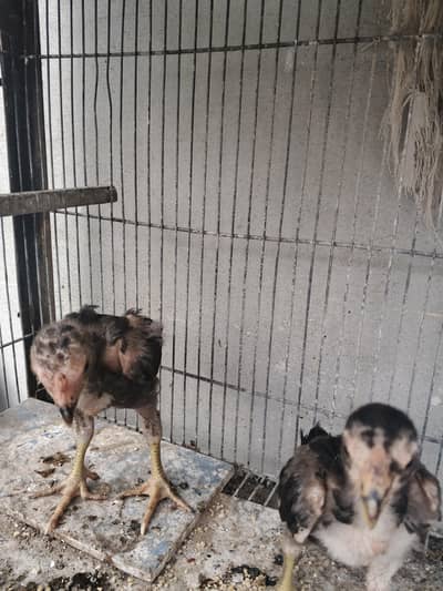 Dragon chicks