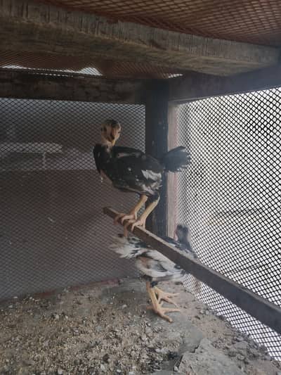 Dragon partotbeak cross chicks