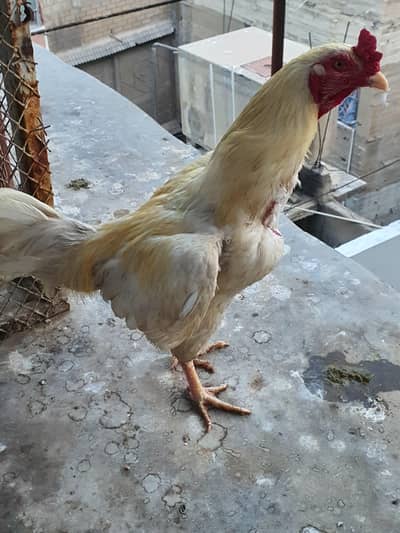 aseel eggs