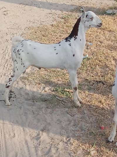 Barbara Teda kanon ki quality mn behtareen