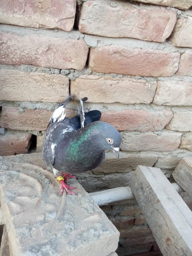 ٹیڈی کبوتر 1