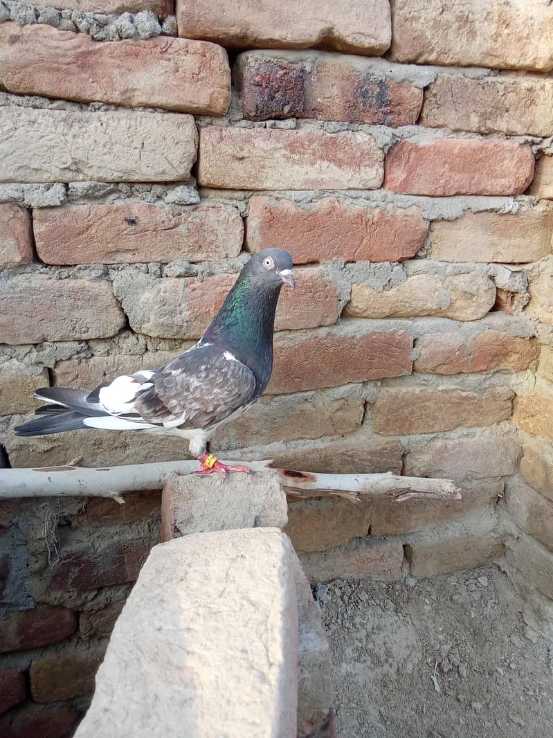 ٹیڈی کبوتر 2