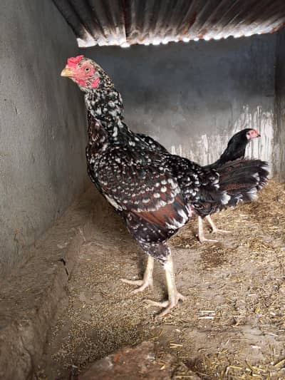 pure Desi hen