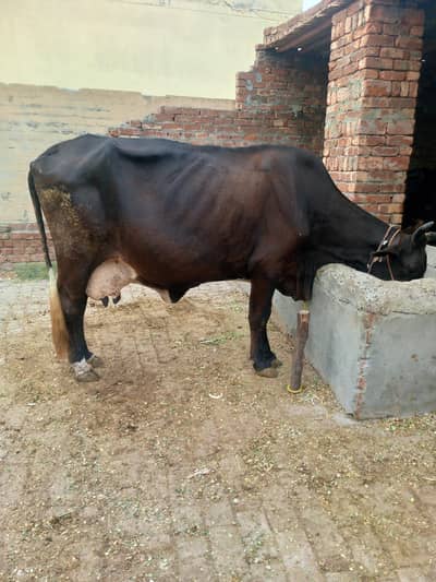 achi nasal ki cow milk 12 kg 3sra sua