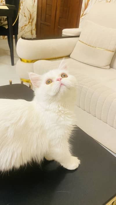 Persian Extreme Punch Face Gold Eyes Kitten