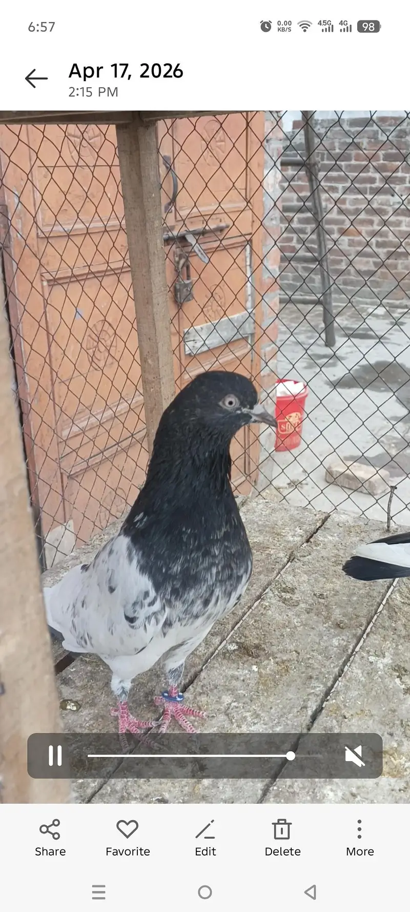 breeder taddy — photo 2