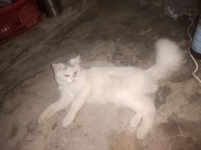 cat available