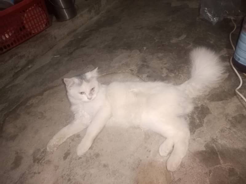 cat available 0