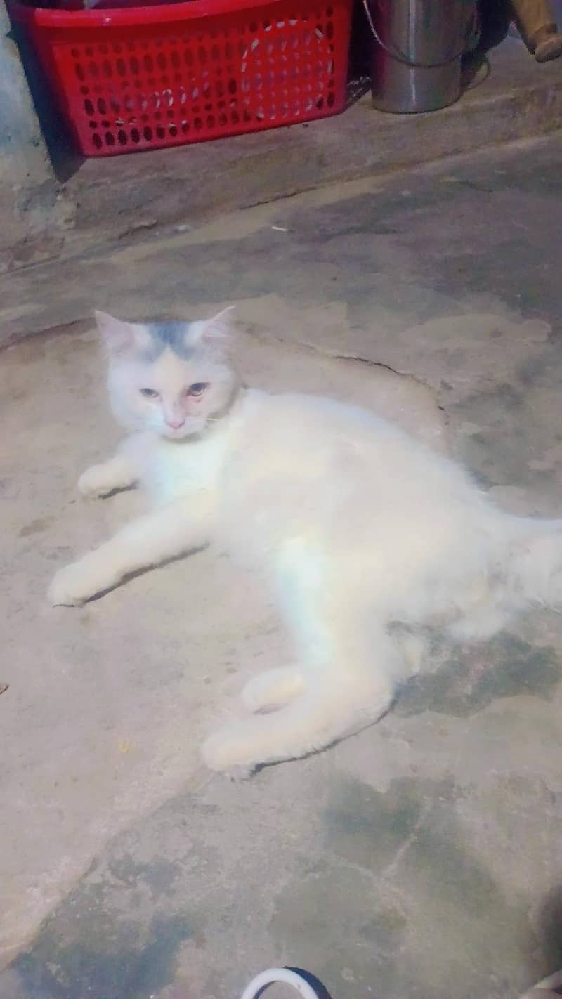 cat available 1