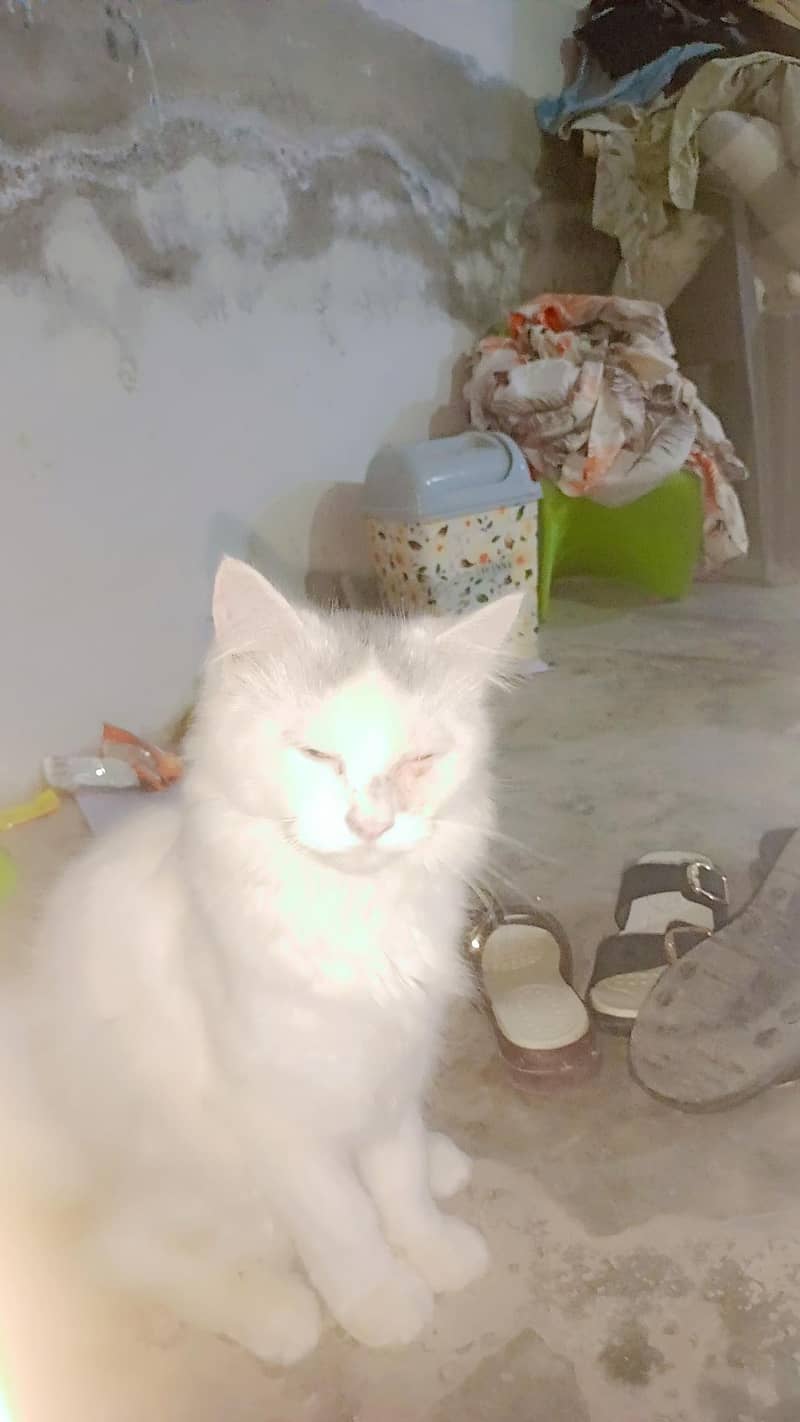 cat available 3