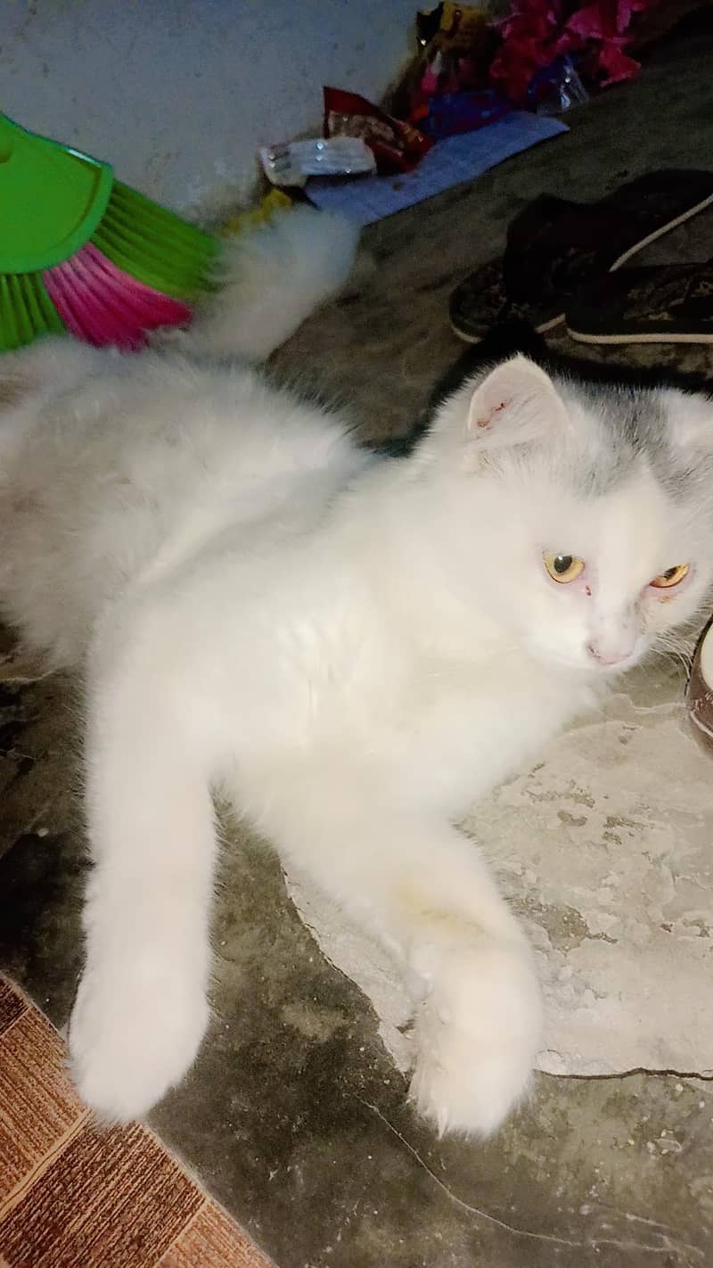 cat available 4