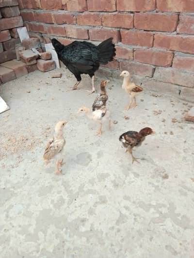 ek murgi or sat bacha or ek male murga bacha