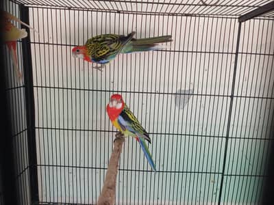 Lorikeet and Rosella breeding pair