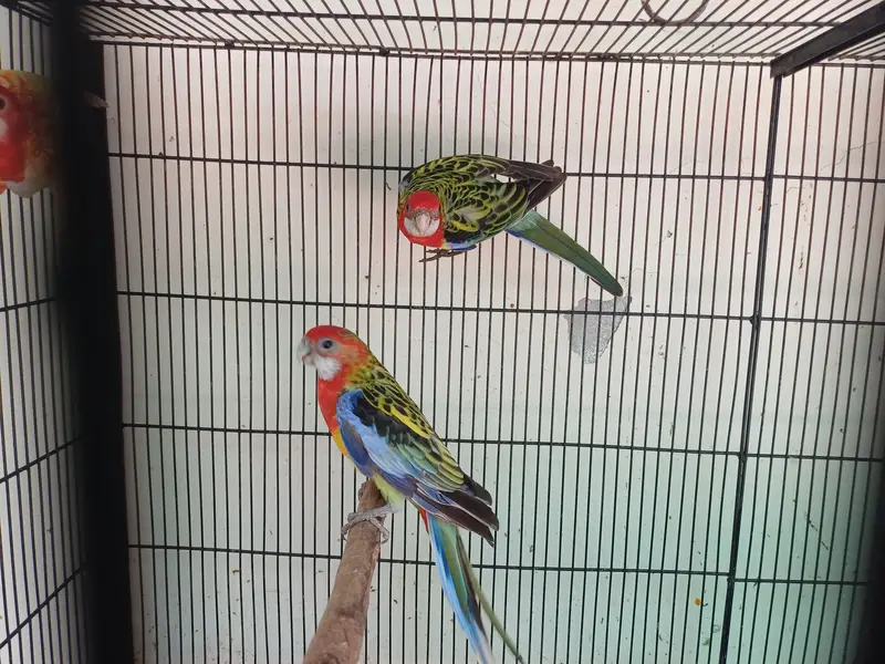 Lorikeet and Rosella breeding pair — photo 2