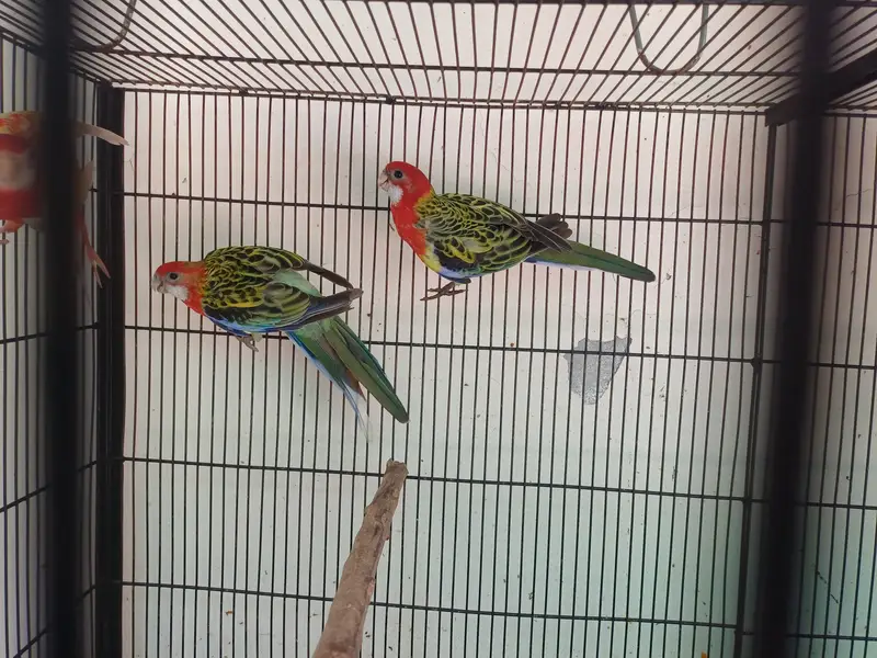 Lorikeet and Rosella breeding pair — photo 3