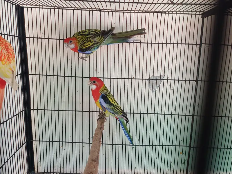 Lorikeet and Rosella breeding pair — photo 4