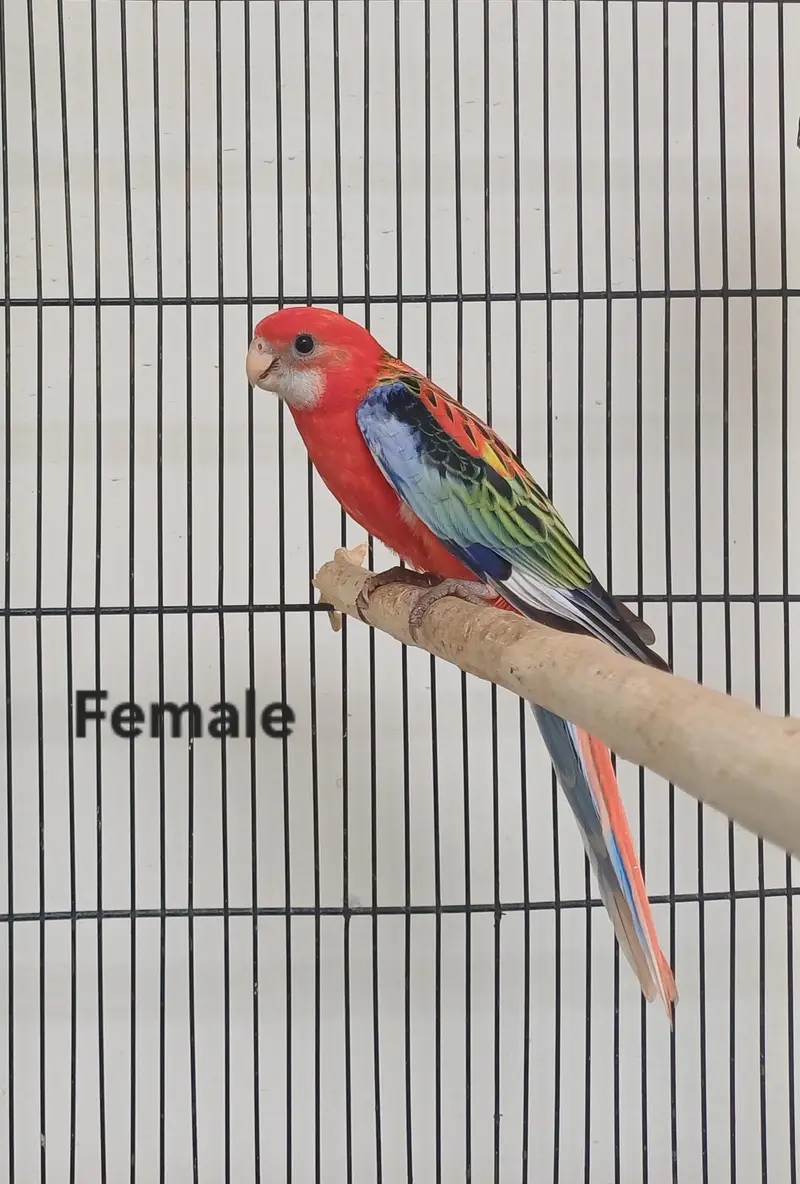 Lorikeet and Rosella breeding pair — photo 6