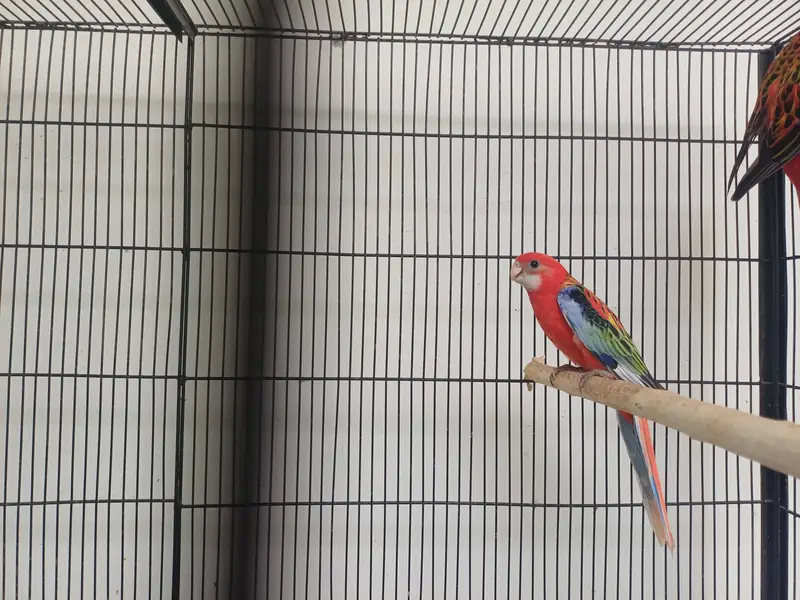 Lorikeet and Rosella breeding pair — photo 7