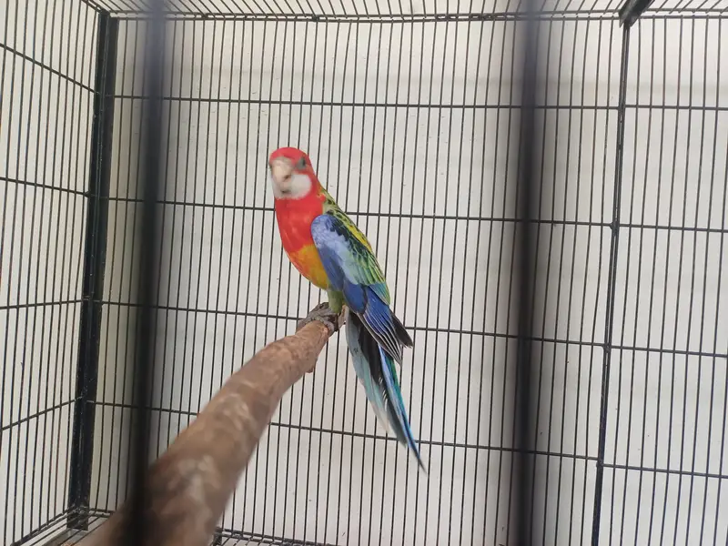 Lorikeet and Rosella breeding pair — photo 8