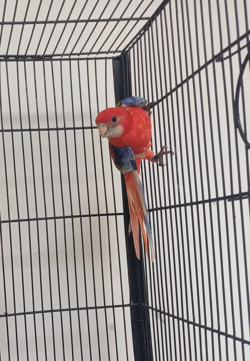 Lorikeet and Rosella breeding pair — photo 9