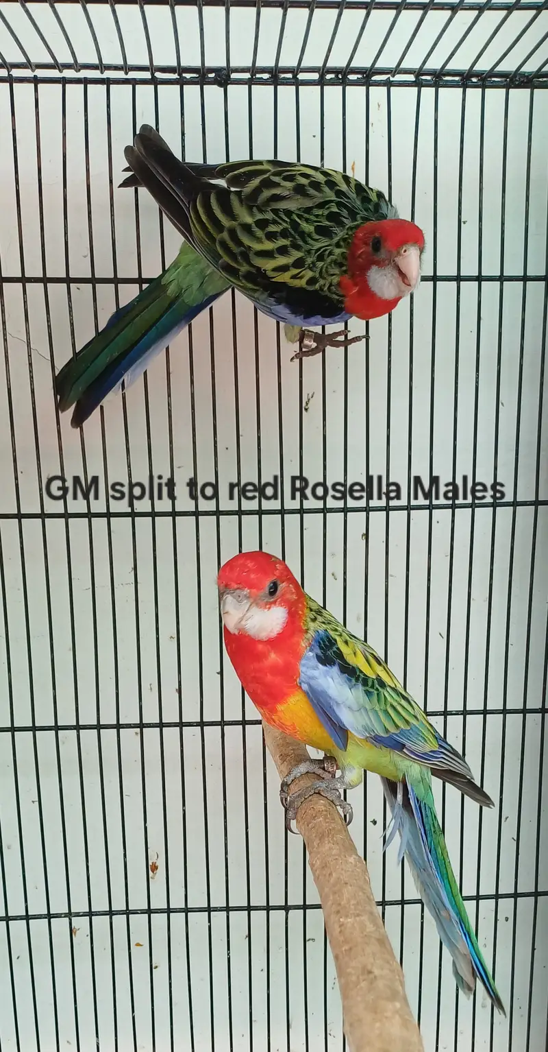 Lorikeet and Rosella breeding pair — photo 10