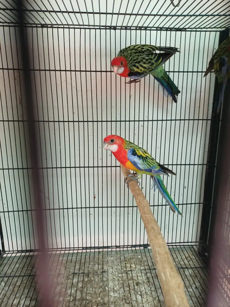 Lorikeet and Rosella breeding pair — photo 11