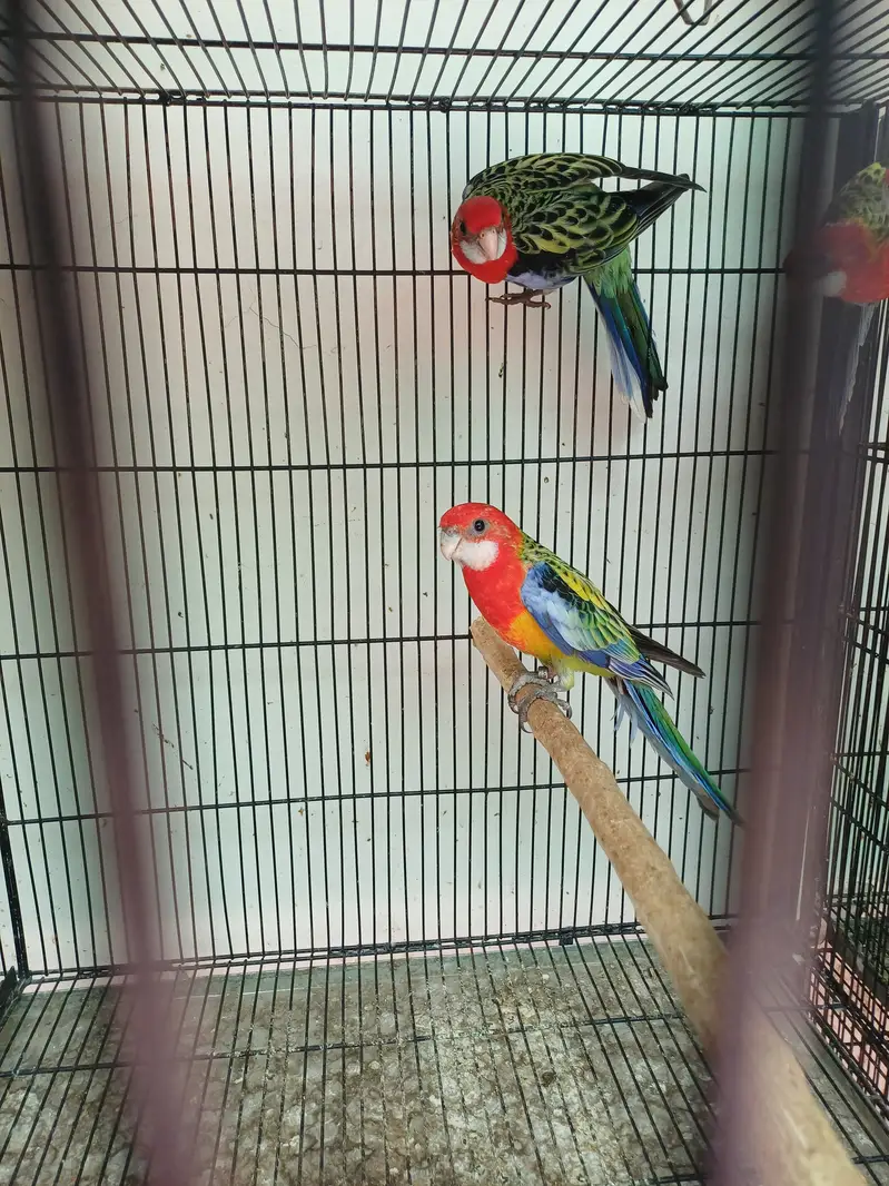 Lorikeet and Rosella breeding pair — photo 12