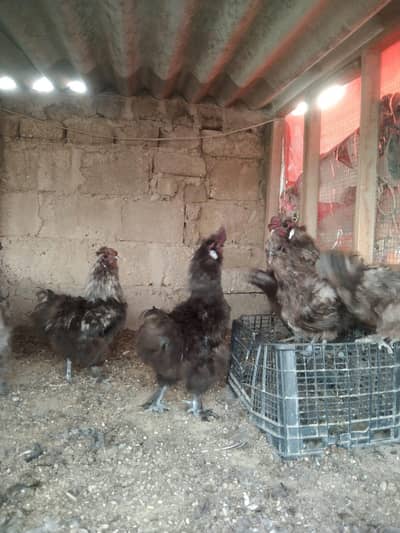 black silke for sale