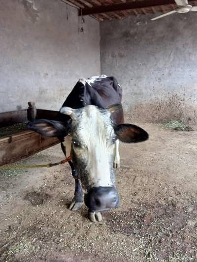 Cow for sale frisian cross 300-4111-529