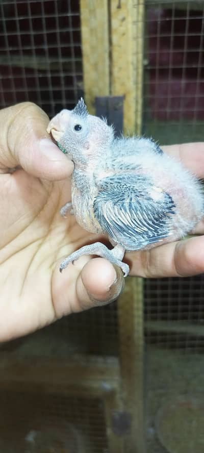 eno red eyes cocktail chick