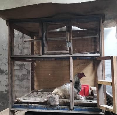 aseel setup 2 murgi 1 murgha 4 pathi 03085711660