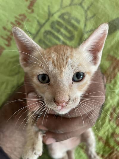 cat is very beautiful cat baby