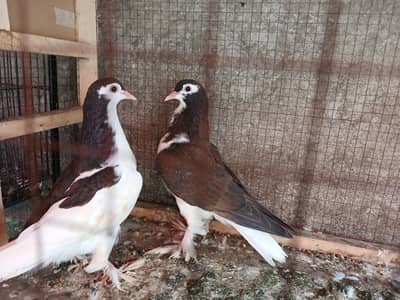sherazi breeder pairs