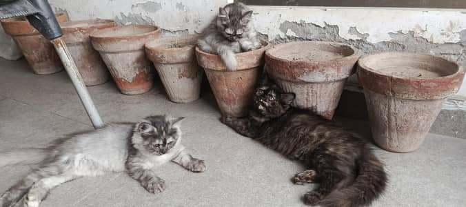 Persian kittens for sale triple Coated litter trained fully active