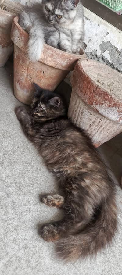 Persian kittens for sale triple Coated litter trained fully active