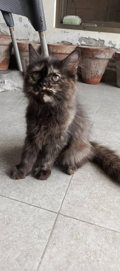 Persian kittens for sale triple Coated litter trained fully active