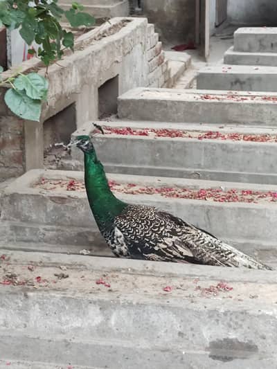beautiful pair feamale eggs da Rahi ha number 03274422870