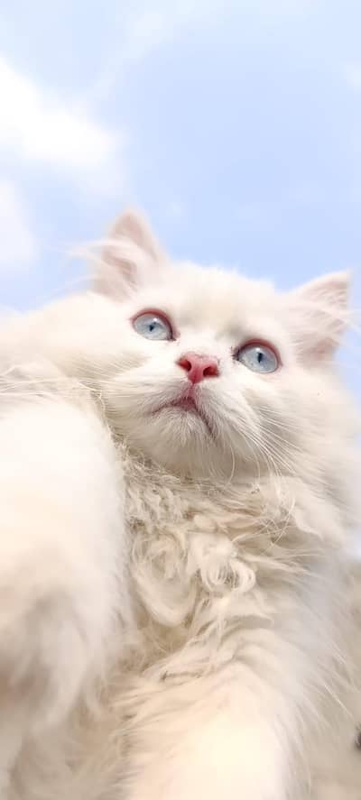 Persian  kitten for sale