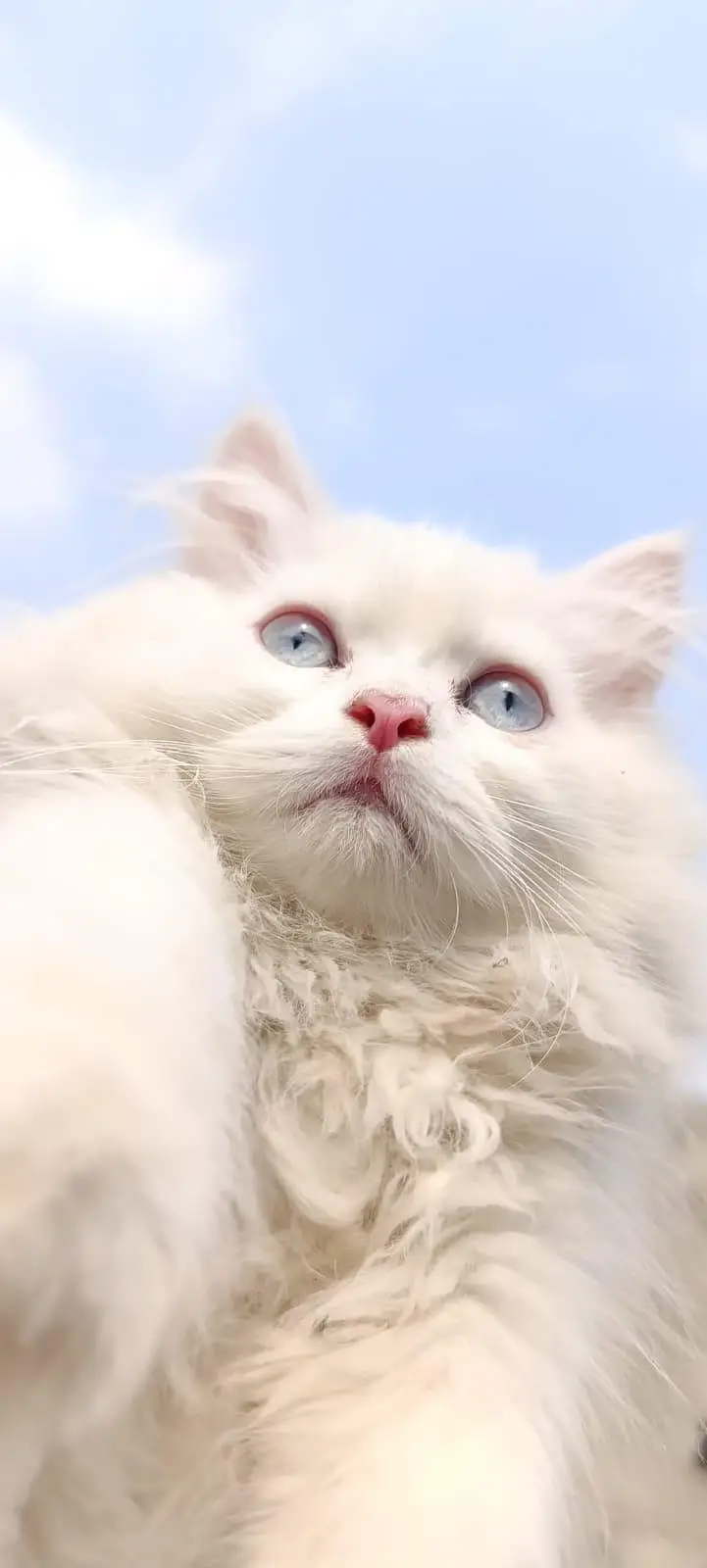 Persian  kitten for sale