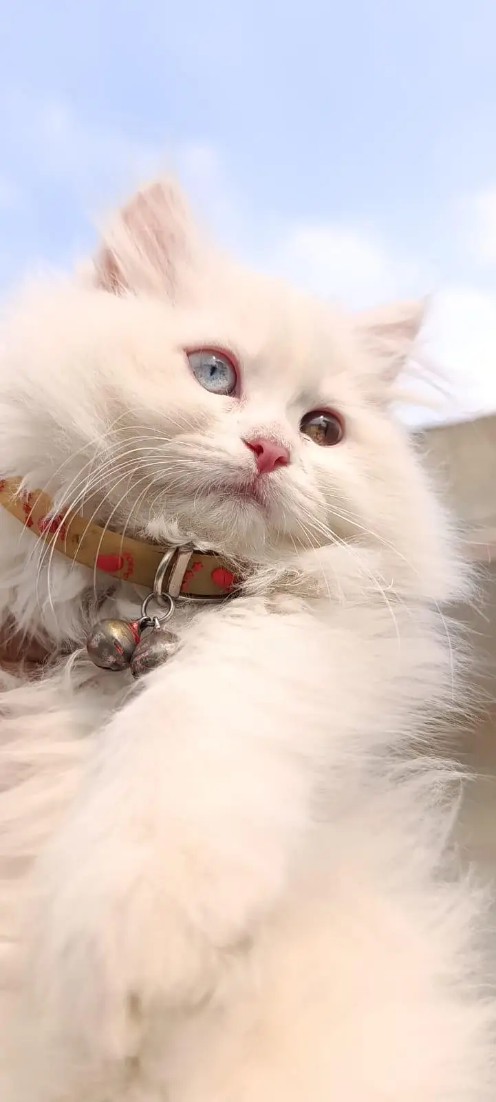 Persian  kitten for sale — photo 2