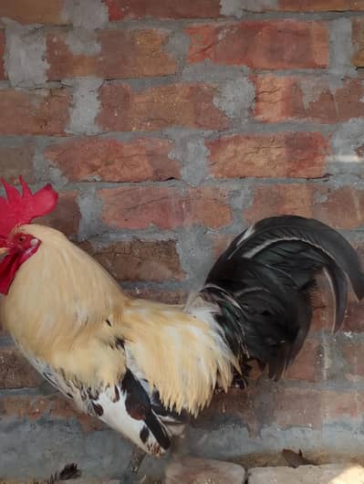 egg laying hen and male cock