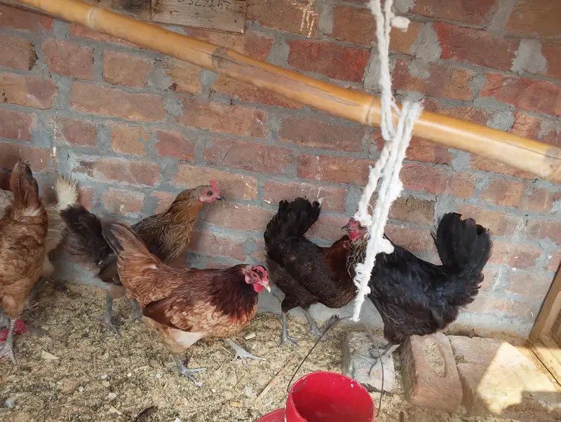 egg laying hen and male cock — photo 2
