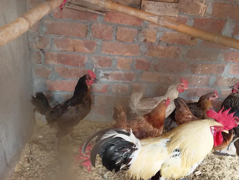 egg laying hen and male cock — photo 3