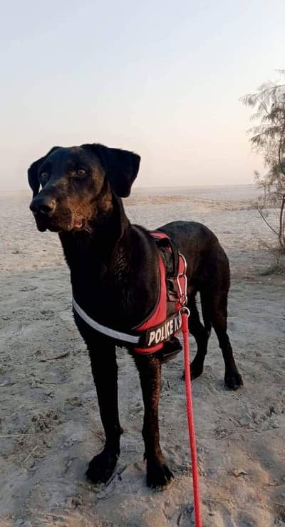 Mujhe Dog required h