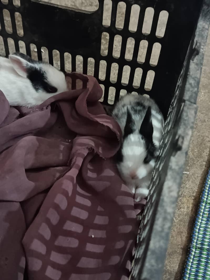 Rabbits 1