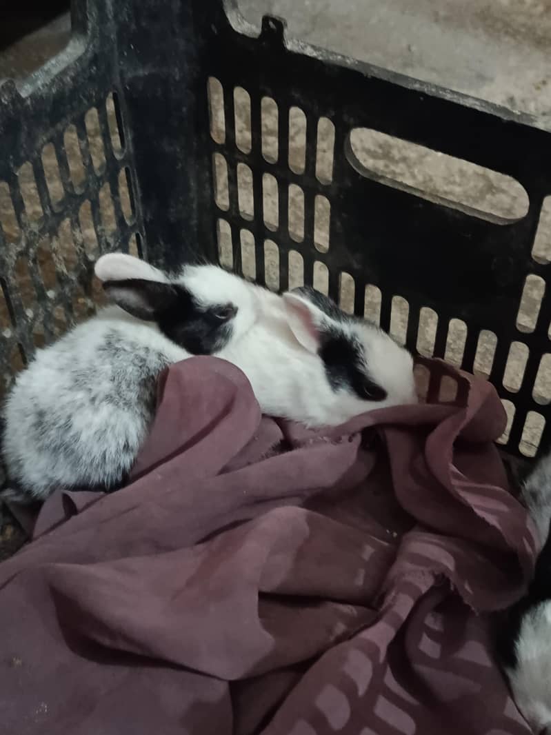 Rabbits 2