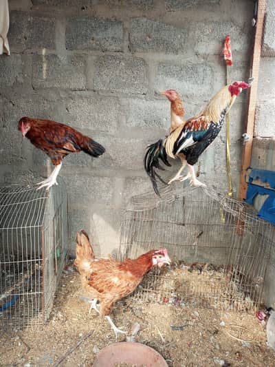 murgi for sale